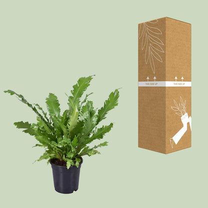 Kamerplant - Asplenium Nidus - Pot Ø 17cm Hoogte ↕ 45cm