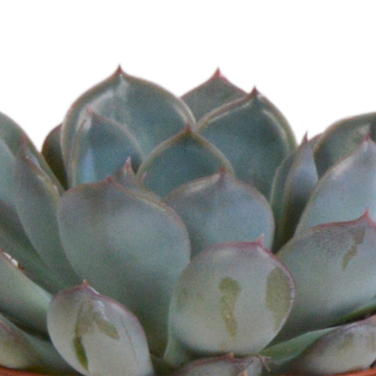 Kamerplant 3x Echeveria mix - In terracotta pot - Pot Ø 8.5cm
