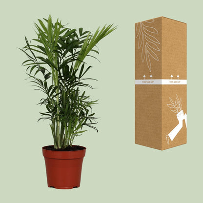 Kamerplant - Chamaedorea Elegans - Pot Ø 12cm Hoogte ↕ 40cm