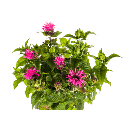 Buitenplant - Monarda Didyma Pink - Bloeiend - Pot Ø 19cm Hoogte ↕ 45-60cm