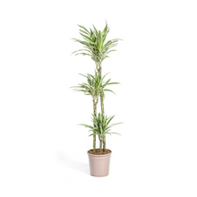 Kamerplant - Dracaena Deremensis White Stripe - Luchtzuiverend - Pot Ø 24cm Hoogte ↕ 130-150cm