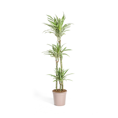 Kamerplant - Dracaena Deremensis White Stripe - Luchtzuiverend - Pot Ø 24cm Hoogte ↕ 130-150cm
