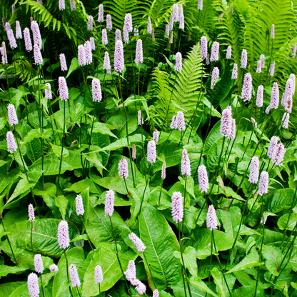 24x Persicaria a. 'Alba' - ↕10-25cm - Ø9cm