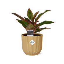 Kamerplant - Aglaonema Crete - Pot Ø 14cm