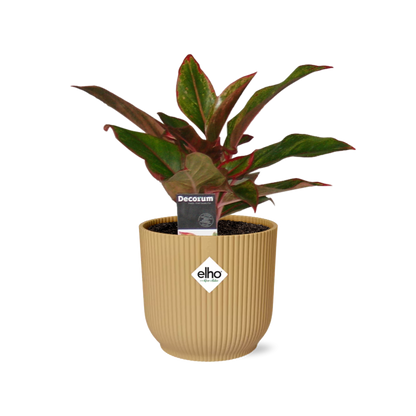 Kamerplant - Aglaonema Crete - Pot Ø 14cm