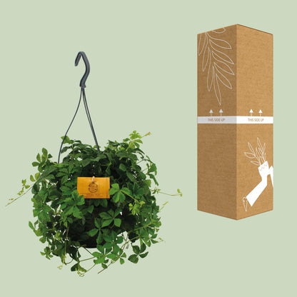 Kamerplant - Parthenocissus Striatha Hang - Pot Ø 15cm Hoogte ↕ 15cm