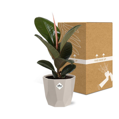 Kamerplant - Ficus Elastica 'Robusta' - Pot Ø 14cm