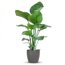 Kamerplant - Strelitzia Nicolai - Pot Ø 21cm Hoogte ↕ 80cm