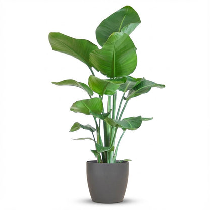 Kamerplant - Strelitzia Nicolai - Pot Ø 21cm Hoogte ↕ 80cm