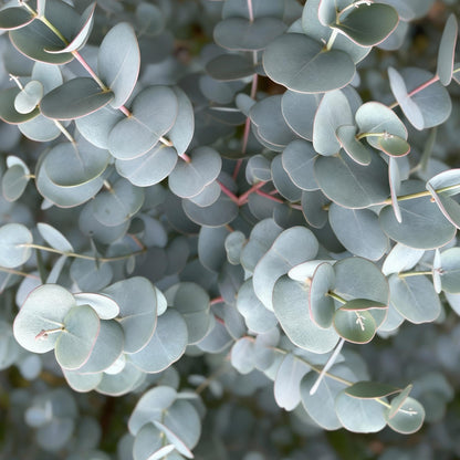 Buitenplant - Eucalyptus gunnii Azure - Bladhoudend - Winterhard - Pot Ø 19cm Hoogte ↕ 90cm