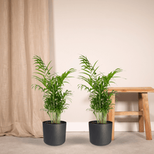 Kamerplant 2x Chamaedorea Elegans (Mexicaanse Bergpalm) - Pot Ø 17cm Hoogte ↕ 55cm