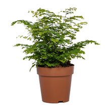Kamerplant - Adiantum Fritz Luthi - Pot Ø 12cm Hoogte ↕ 35cm