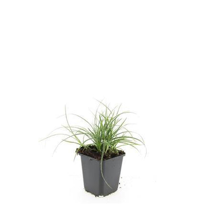 Buitenplant 48x Luzula nivea - Siergras - Pot Ø 9cm Hoogte ↕ 10-25cm