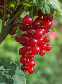 Buitenplant - Ribes rubrum 'Jonkheer van Tets' - Aalbes - Pot Ø 13cm Hoogte ↕ 45cm