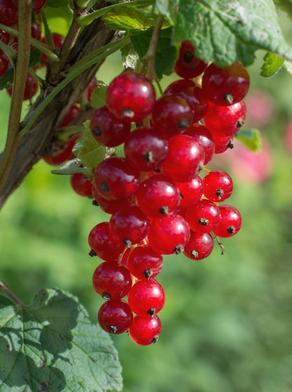 Buitenplant - Ribes rubrum 'Jonkheer van Tets' - Aalbes - Pot Ø 13cm Hoogte ↕ 45cm