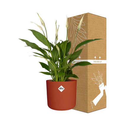 Kamerplant - Spathiphyllum Torelli - Met sierpot - Pot Ø 12cm