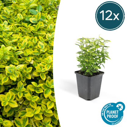 Buitenplant 12x Euonymus fortunei 'Emerald 'n Gold' - Pot Ø 9cm Hoogte ↕ 10-25cm