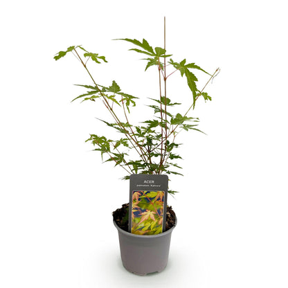 Buitenplant - Acer palmatum 'Sangokaku' - Pot Ø 12cm Hoogte ↕ 35cm