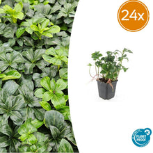 Buitenplant 24x Pachysandra terminalis 'Green Sheen' - Bodembedekker - Pot Ø 9cm Hoogte ↕ 10-25cm