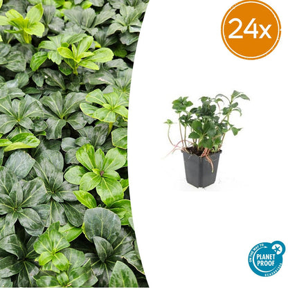 Buitenplant 24x Pachysandra terminalis 'Green Sheen' - Bodembedekker - Pot Ø 9cm Hoogte ↕ 10-25cm