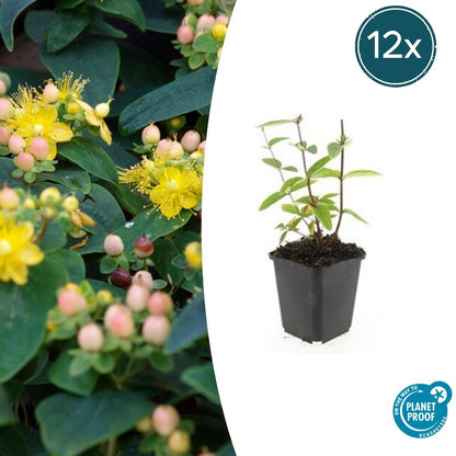 Buitenplant 12x Hypericum inodorum 'Annebel' - Bloeiend - Pot Ø 9cm