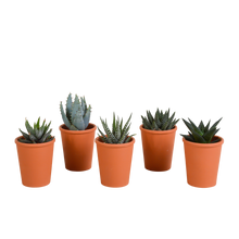 Kamerplant 5x Gasteria/Haworthia mix - terracotta - Pot Ø 5,5cm