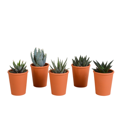 Kamerplant 5x Gasteria/Haworthia mix - terracotta - Pot Ø 5,5cm