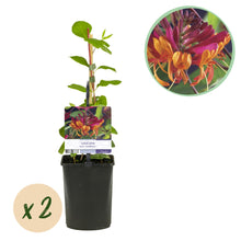 Buitenplant 2x Lonicera heckrottii 'Goldflame' - Kamperfoelie - Bloeiend - Pot Ø 11cm Hoogte ↕ 40cm