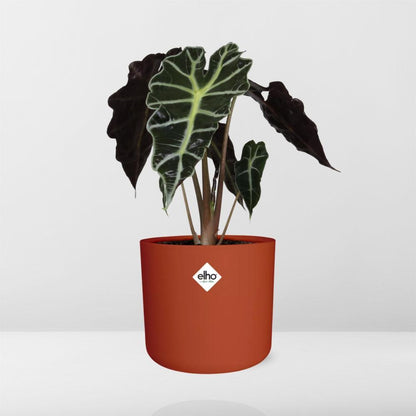 Kamerplant - Alocasia 'Polly' - Pot Ø 14cm