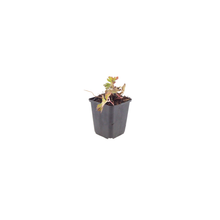 Buitenplant 6x Geranium 'Azure Rush' - Bloeiend - Pot Ø 9cm Hoogte ↕ 10-25cm