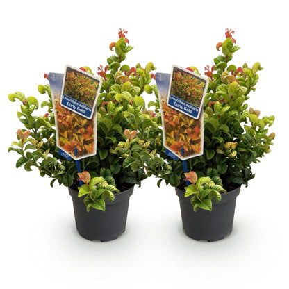 Buitenplant 2x Leucothoe 'Curly Gold' - Groenblijvend - Pot Ø 17cm Hoogte ↕ 40cm