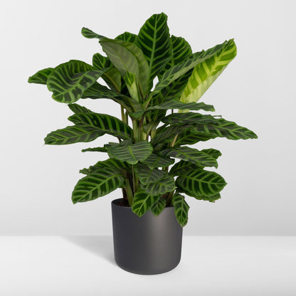 Kamerplant - Calathea Zebrina - Pot Ø 19cm Hoogte ↕ 80cm