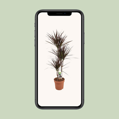 XL kamerplant - Dracaena Magenta - Pot Ø 21cm Hoogte ↕ 120cm