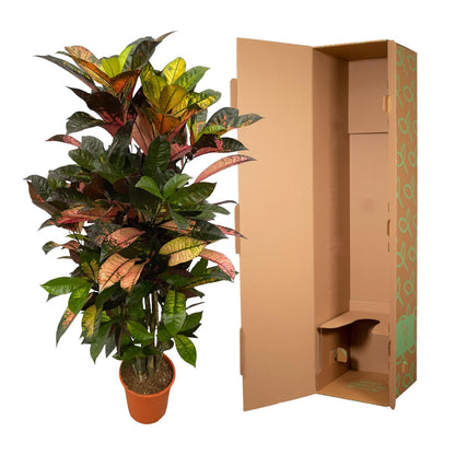 XL kamerplant - Codiaeum (Croton) Iceton vertakt - Pot Ø 24cm Hoogte ↕ 110cm
