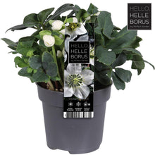 Buitenplant - Helleborus Niger 'Christmas Carol' - Bloeiend - Pot Ø 12cm Hoogte ↕ 20cm