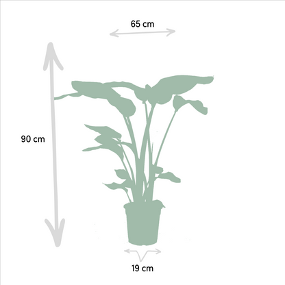 Kamerplant set - Strelitzia Nicolai ↕85cm + Alocasia Macrorrhiza ↕70cm - Pot Ø 19cm