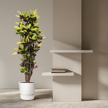 XL Kamerplant - Codiaeum Iceton (Croton Iceton) - Pot Ø 45cm Hoogte ↕ 190cm