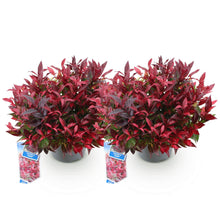 Buitenplant 2x Leucothoe Zeblid - Groenblijvend - Pot Ø 17cm Hoogte ↕ 45cm