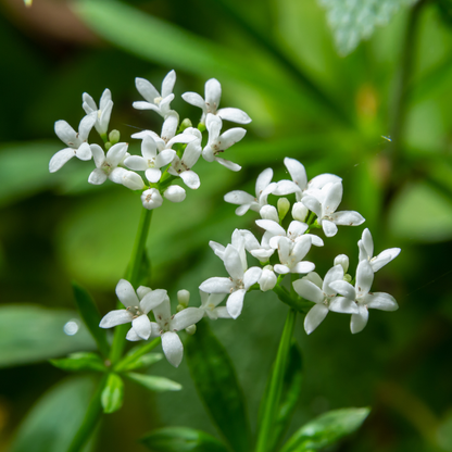 Buitenplant 48x Galium odoratum - Pot Ø 9cm Hoogte ↕ 10-25cm