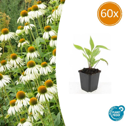 Buitenplant 60x Echinacea purpurea 'White Swan' - Bloeiend - Pot Ø 9cm Hoogte ↕ 10-25cm