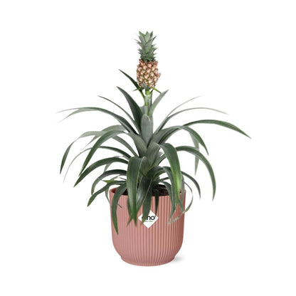 Kamerplant - Ananas Mi Amigo - Pot Ø 14cm