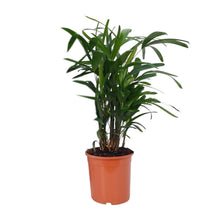 Kamerplant - Rhapis Excelsa - Pot Ø 21cm Hoogte ↕ 80cm