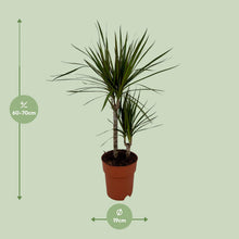 Kamerplant - Dracaena Marginata Bicolor - Pot Ø 19cm Hoogte ↕ 70cm