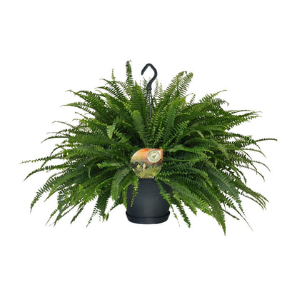Kamerplant - Nephrolepis Green Lady - Pot Ø 20cm Hoogte ↕ 60cm