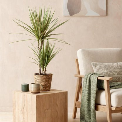 Green BoutiQ - Green is... Kamerplanten - Dracaena Marginata Bicolor - Drakenbloedboom - Weinig onderhoud - Groen - 2 Planten - Pot 17cm - Hoogte 70-75cm