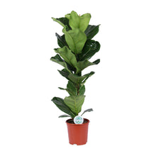 Kamerplant - Ficus Lyrata - Pot Ø 21cm Hoogte ↕ 90cm