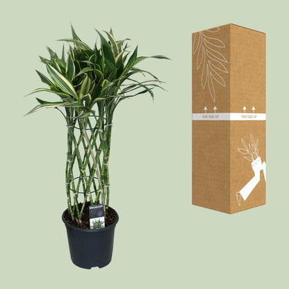 Kamerplant - Dracaena Godsefiana - Pot Ø 19cm Hoogte ↕ 75cm