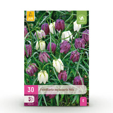 Buitenplant 30x Fritillaria Meleagris Mix - Bloembollen Paars en Wit - Bolmaat 6/7