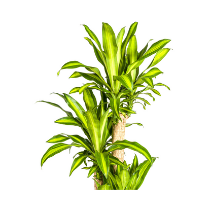 XL kamerplant - Dracaena Fragrans Massangeana - Pot Ø 30cm Hoogte ↕ 170-190cm