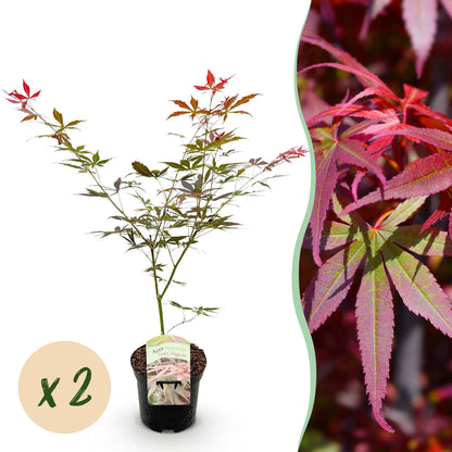 Buitenplant 2x Acer palmatum Sumi-nagashi - Japanse Esdoorn - Pot Ø 19cm
